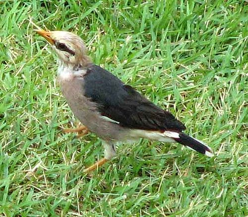 Vinous-breasted starling